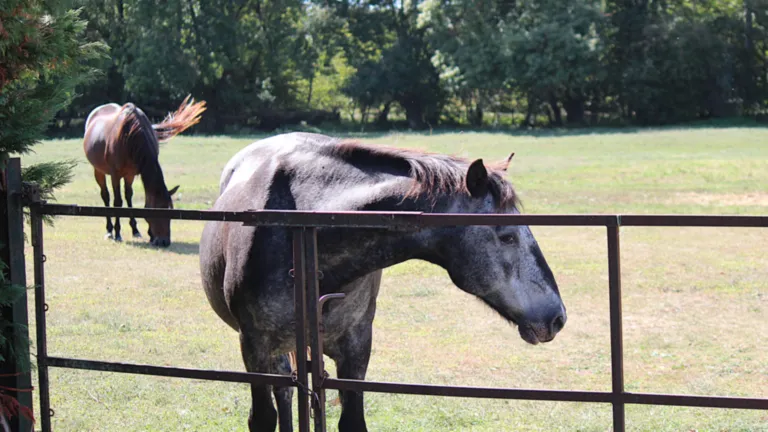 Cluedo de Jameyzieu le 20/09/2026